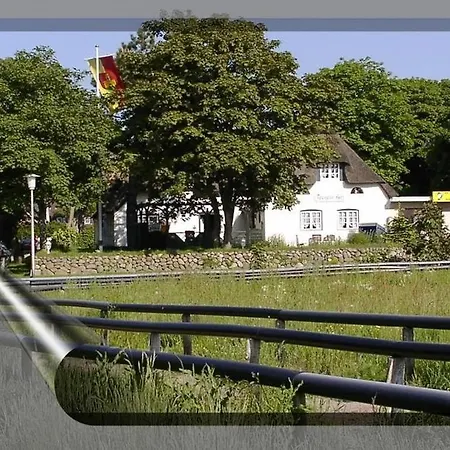 Teegelii Blaue Stranddistel Teegelii Hof